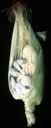Photograph of smut of sweet corn